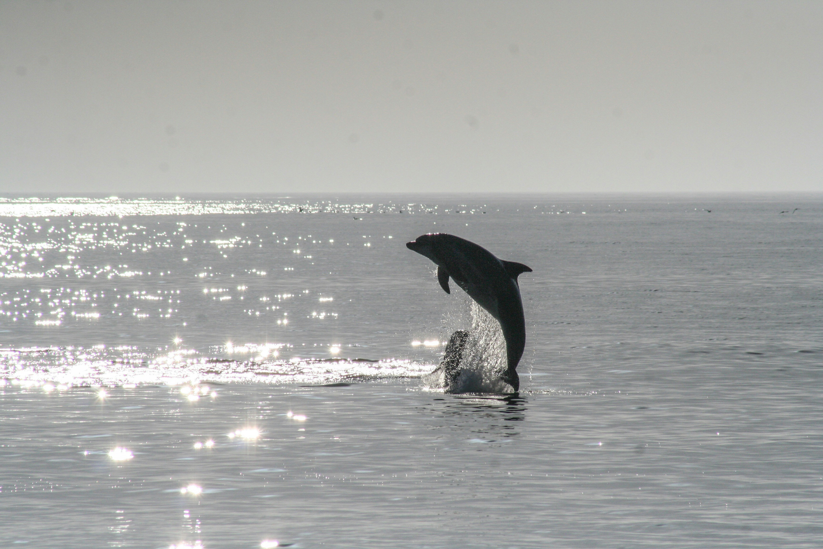 dolphin-watching