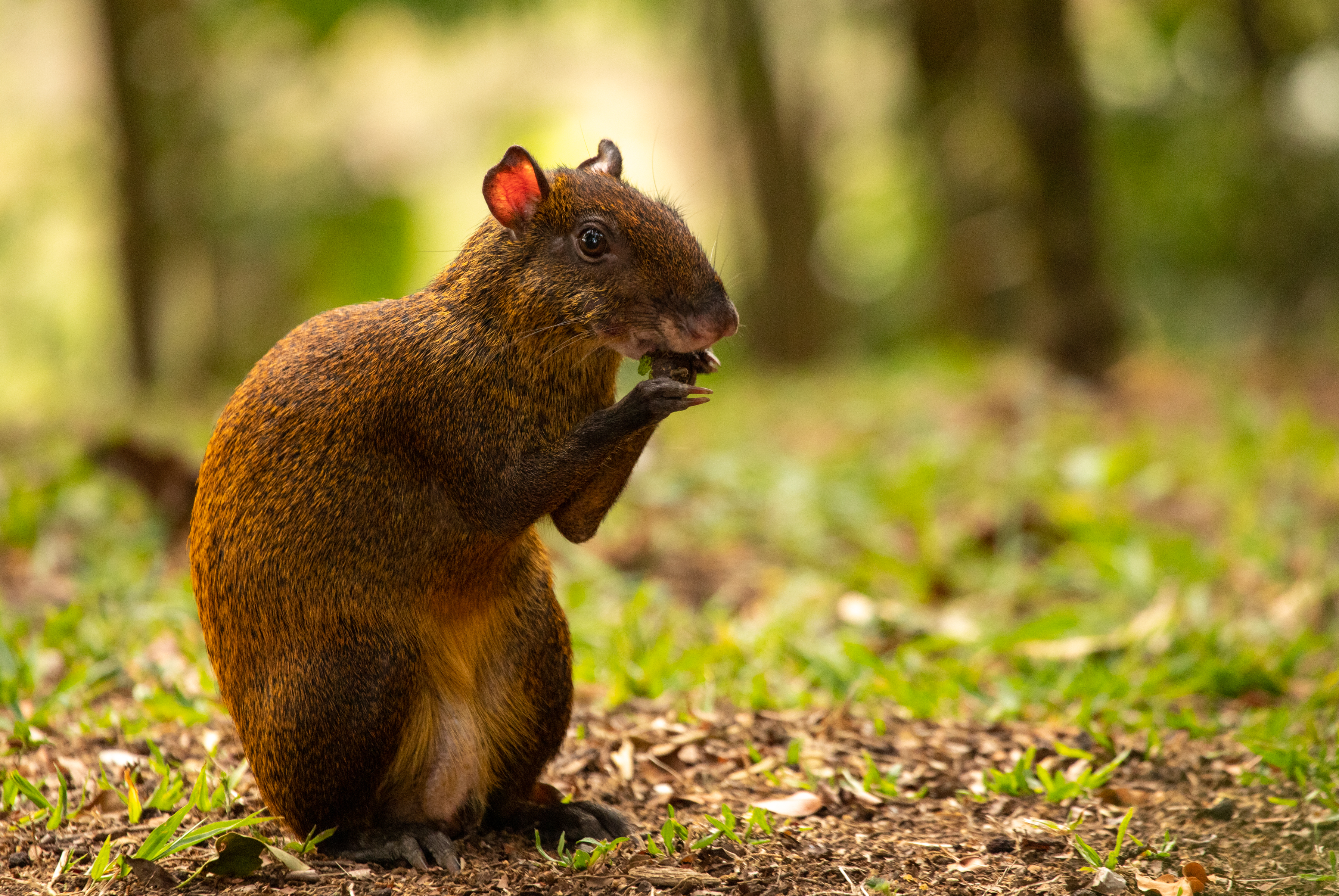 Agouti in Monteverde