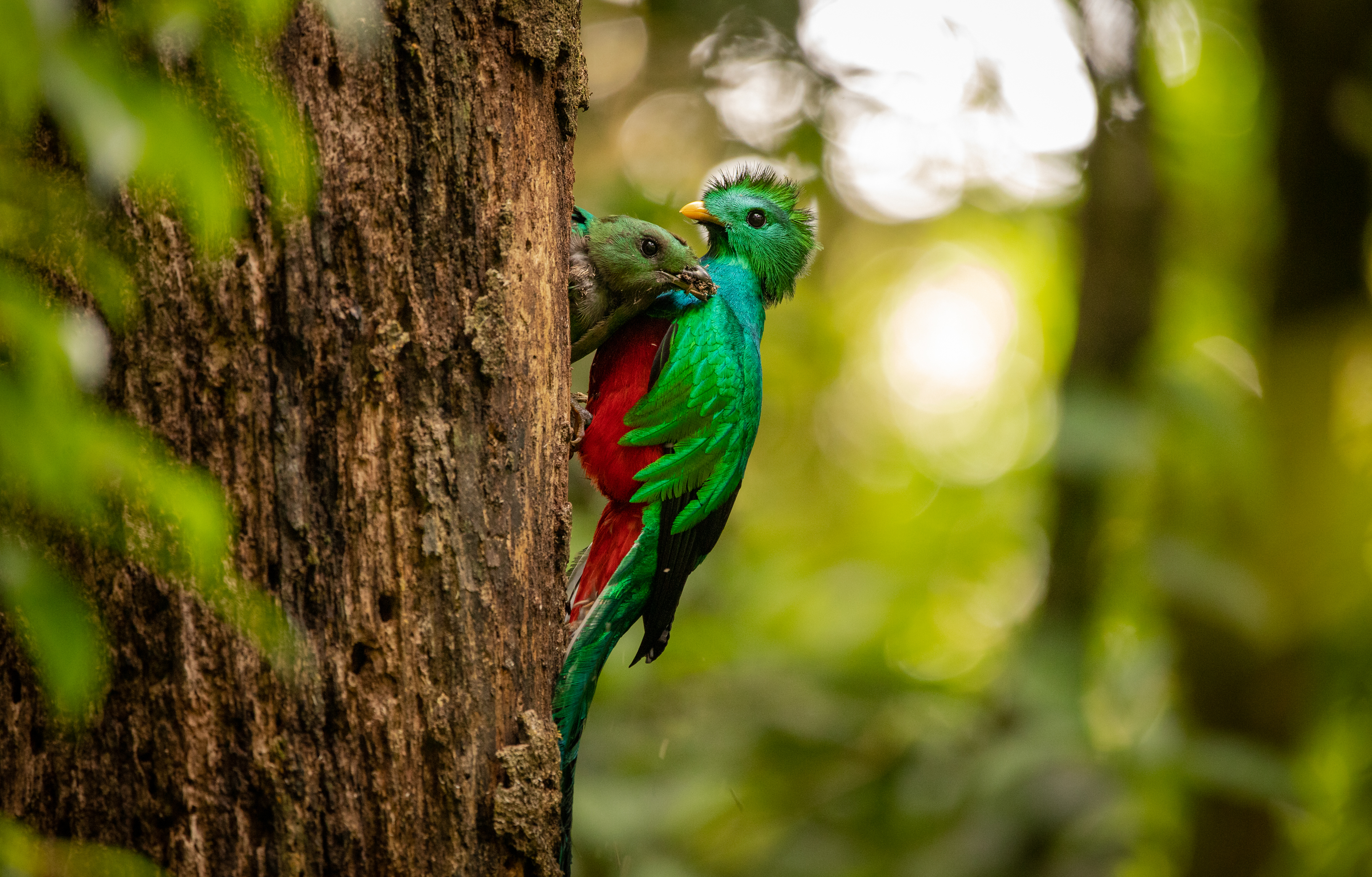 Resplendent Quetzal
