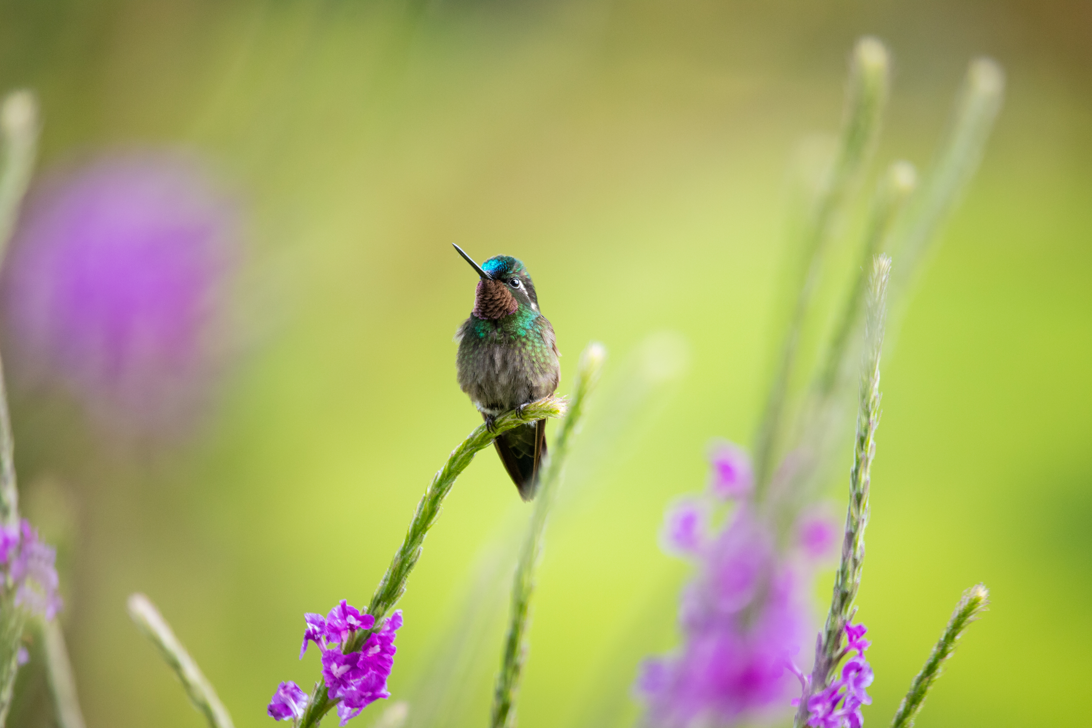Hummingbird in Monteverde