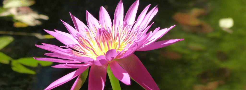 Nicoya Silvestre - Banner