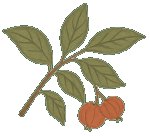 Vila Pitanga Trancoso - Logo Full