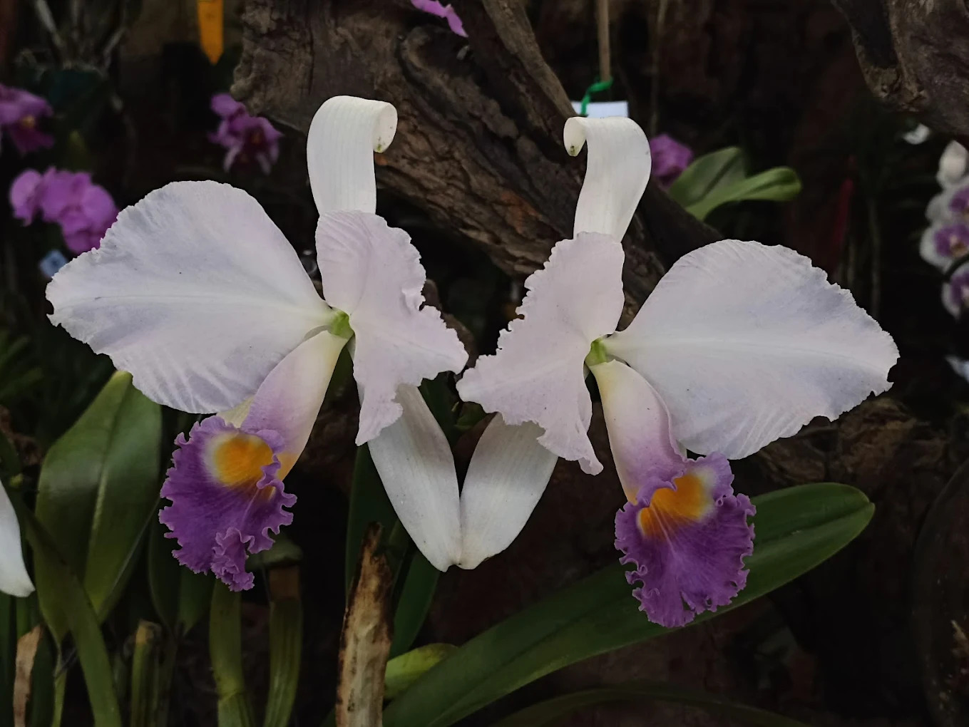 Orquideorama Cali
