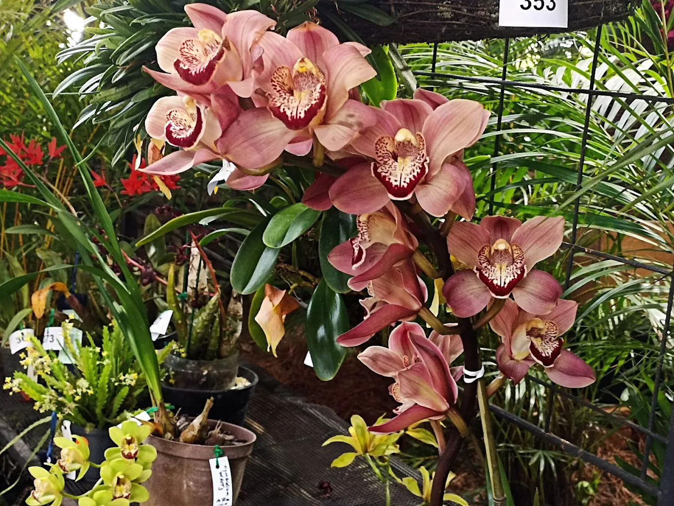 Orquideorama Gardens