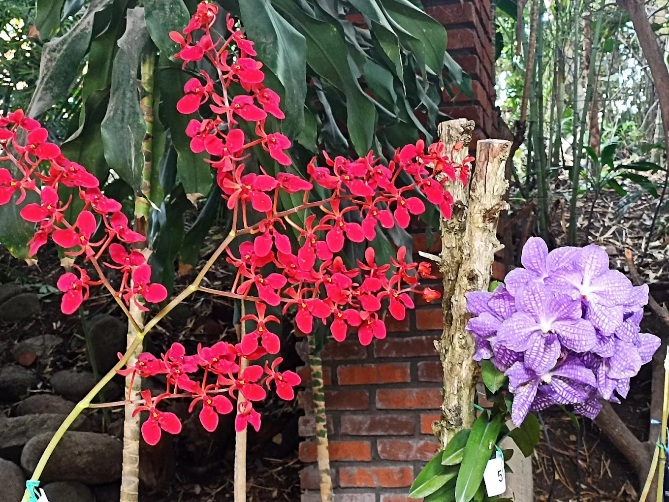 Cali Flowers