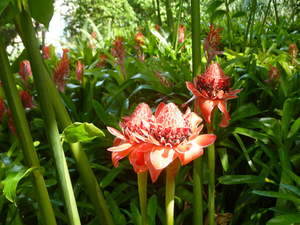 Kot Man-Ya Exotic Flower Garden