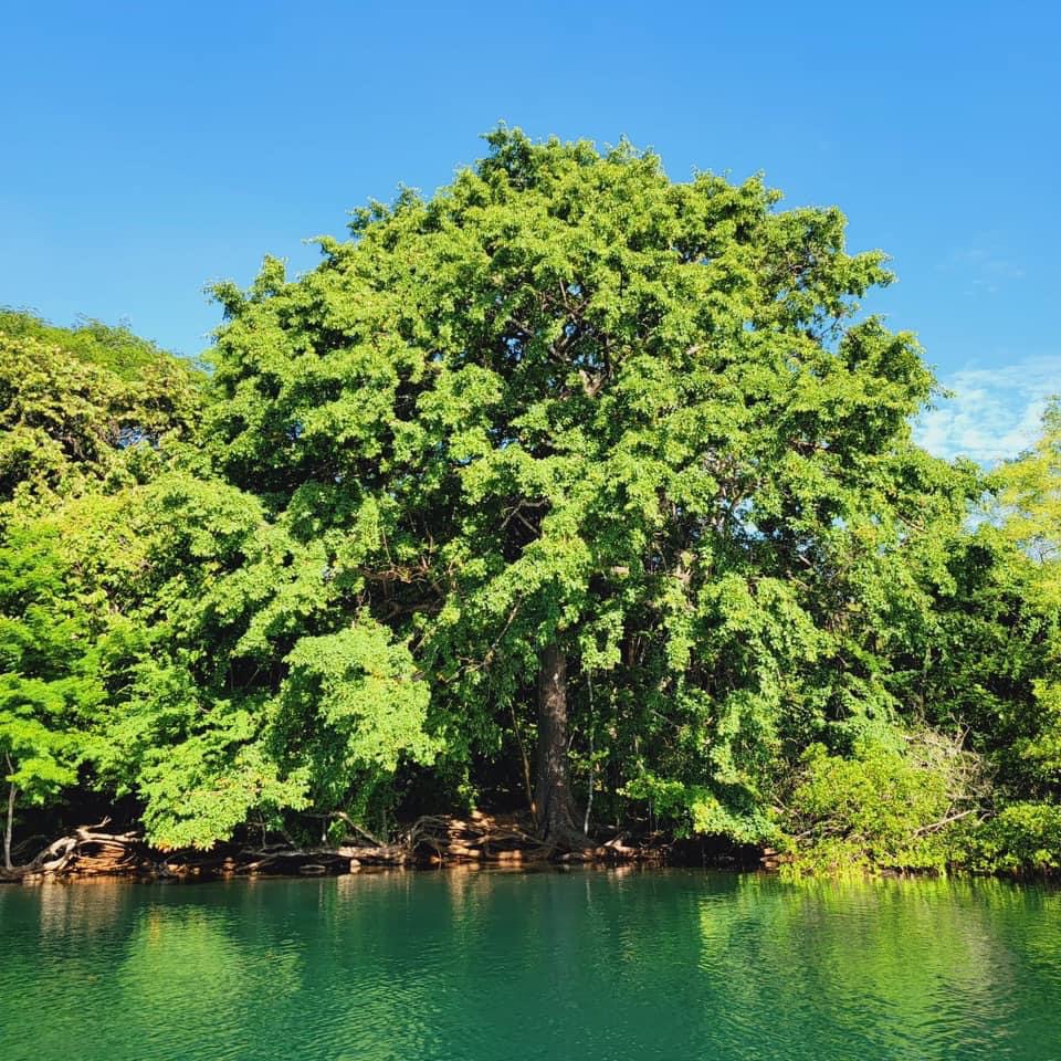 Mangrove Boat Tour
