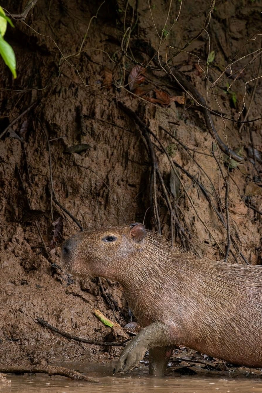 Day 2 – Wildlife & Culture of the Amazon
