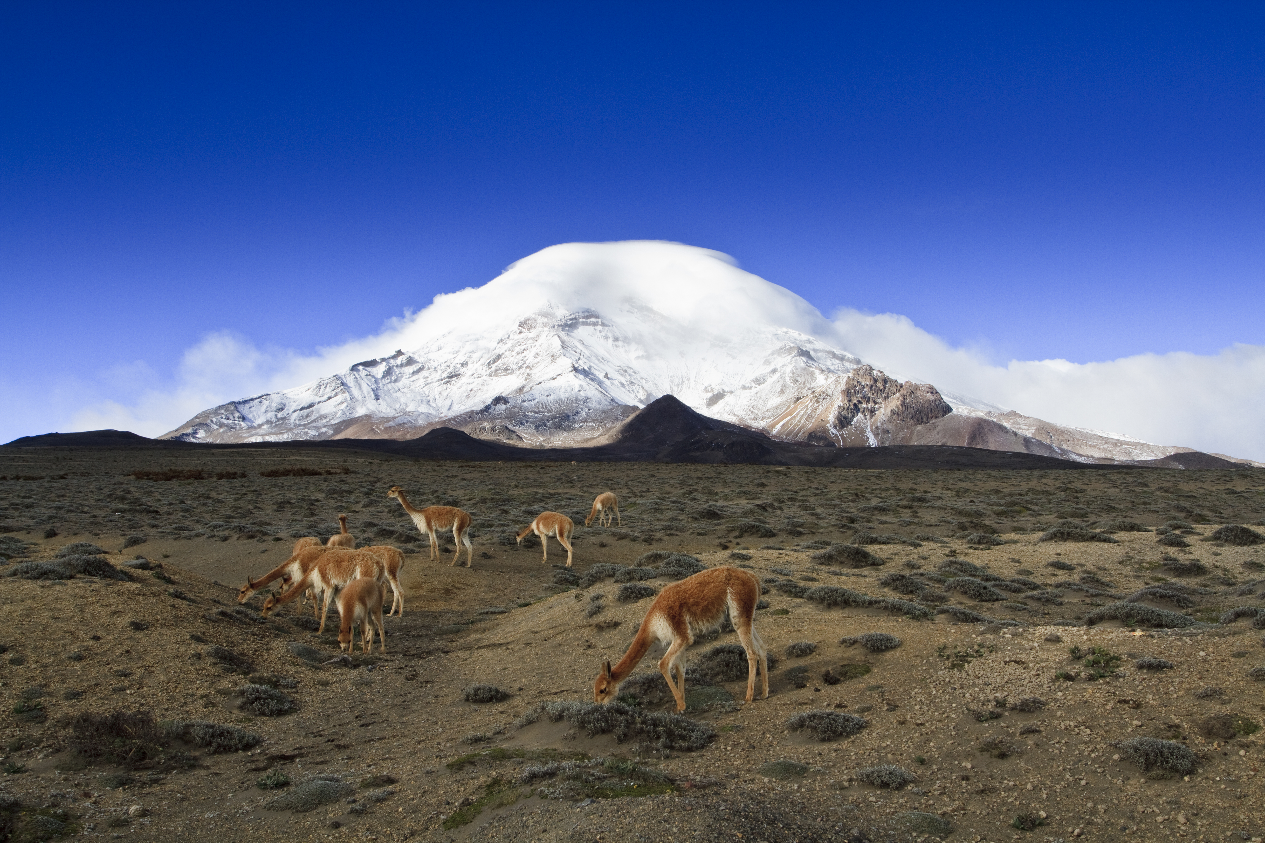 Chimborazo Fauna Production Reserve